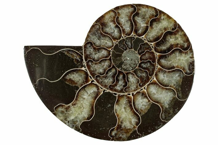 Cut & Polished Ammonite Fossil (Half) - Madagascar #344419